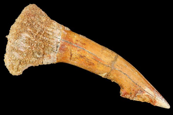 Fossil Sawfish (Onchopristis) Rostral Barb- Morocco #106392